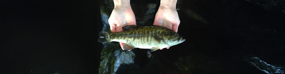 Biologist holding a suwannee bass
