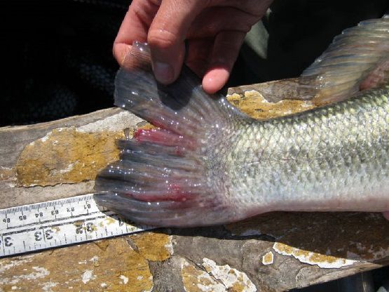 Tail fin abnormalities