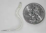 Juvenile American eel next to a quarter 