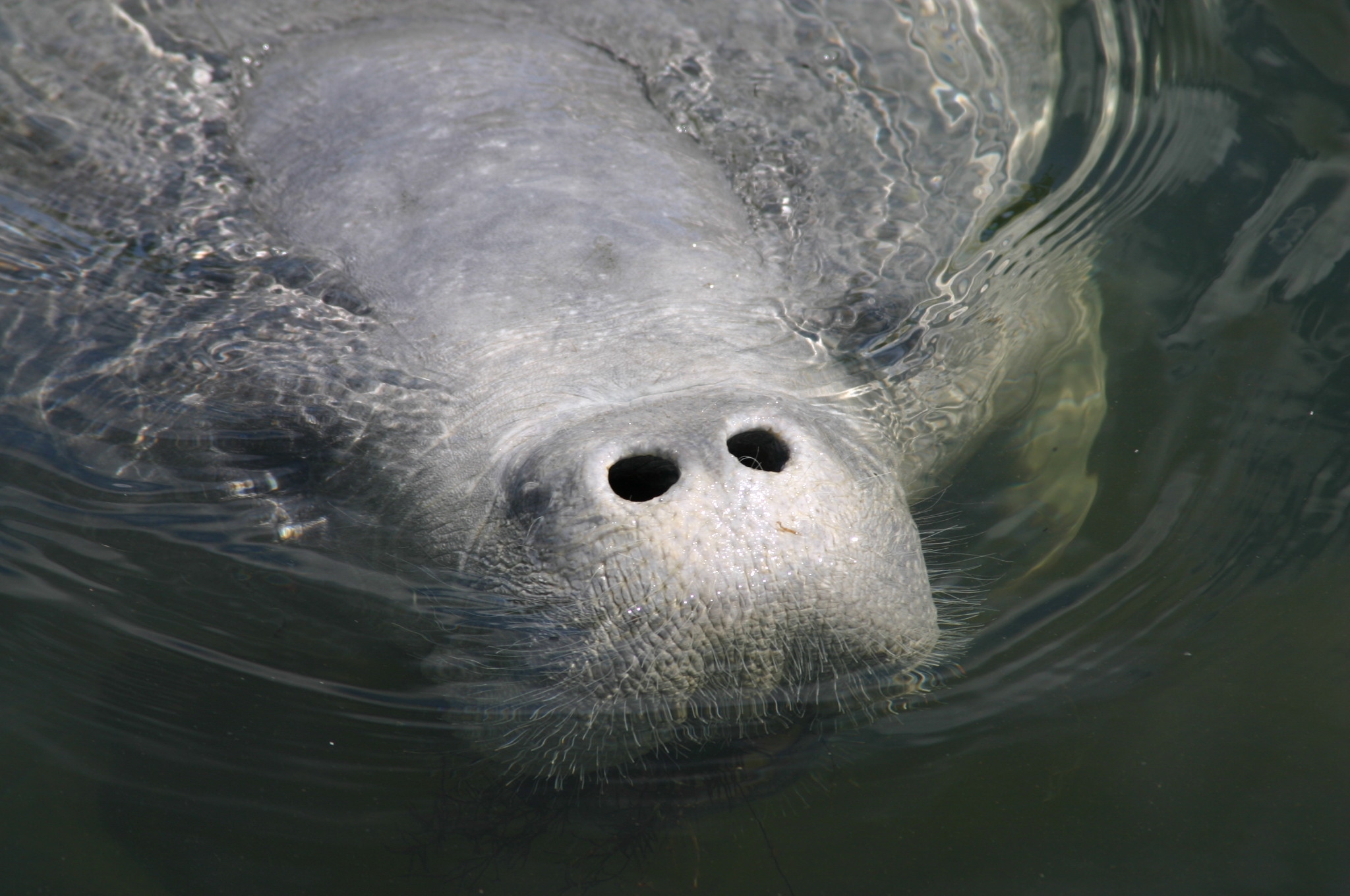 Manatee nose