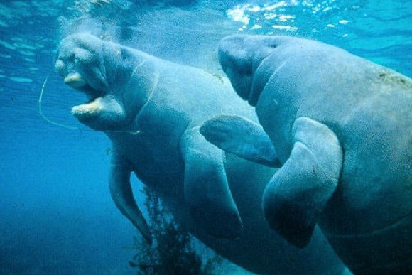 manatees eating