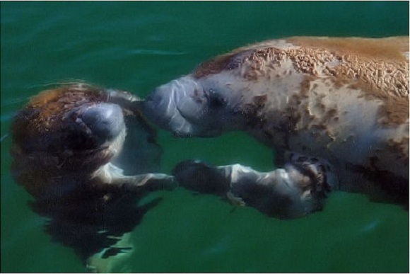 two manatees touching flippers