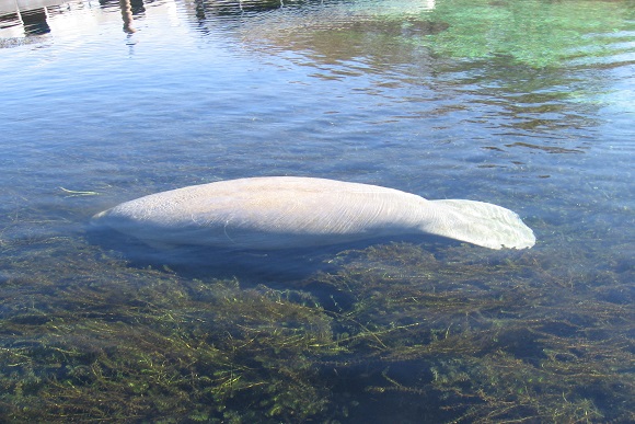 manatee swimming within the Panhandle