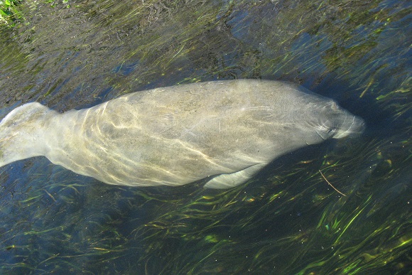 Manatee swimming within Wakulla Springs