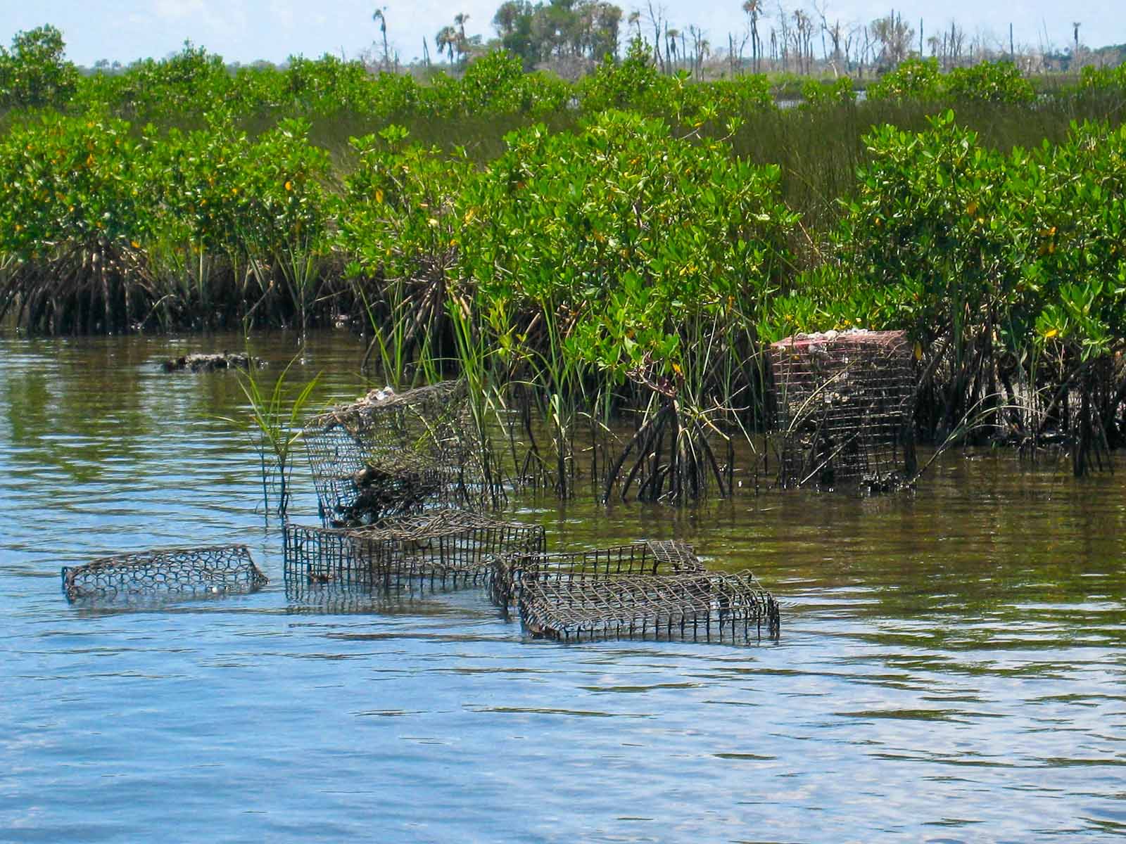 Crab traps floating in the Crystal River