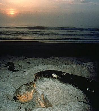 Sea turtle nesting