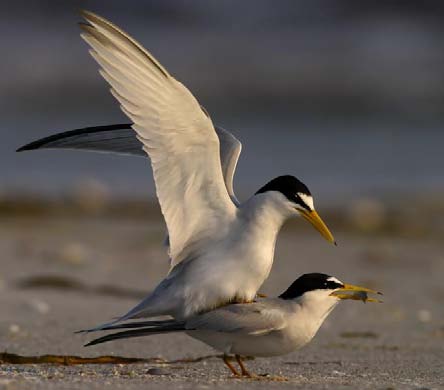 Least Tern