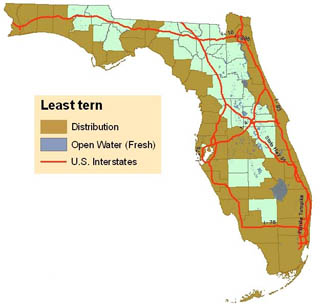 Least Tern Map