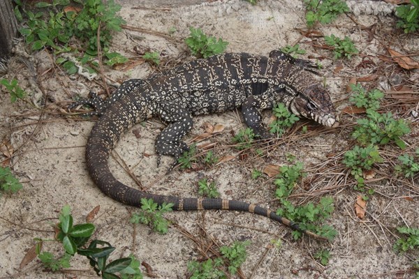 Argentine Black and White Tegu