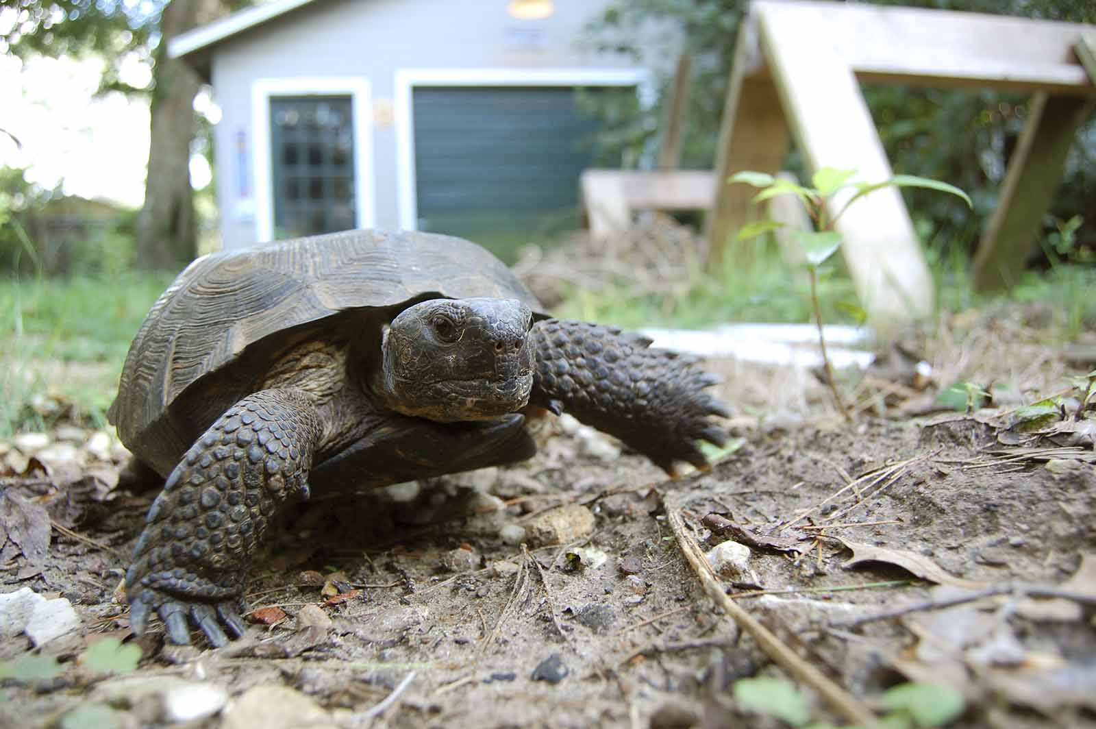 Gopher Tortoise Permits | FWC