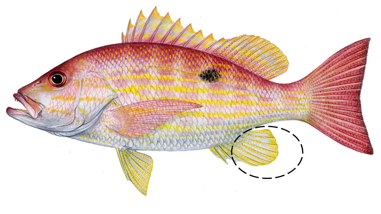 Illustration of a lane snapper showing important characteristics