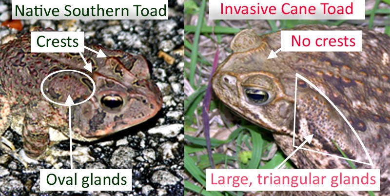 Cane Toad Fwc 6849