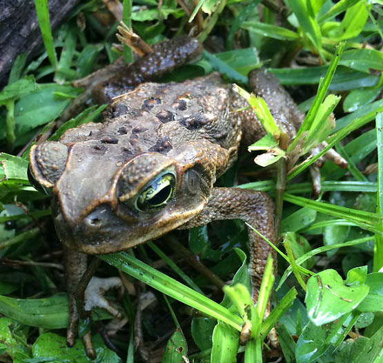 Cane Toad