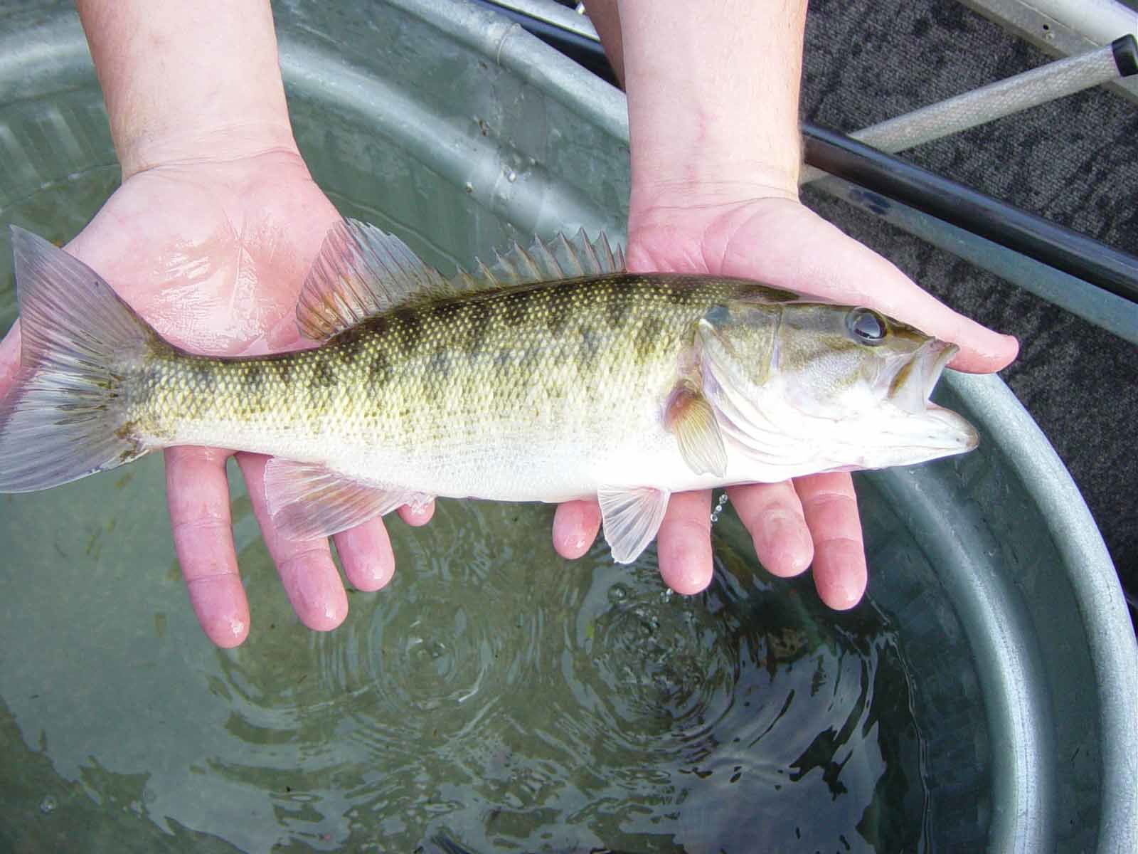 Shoal bass being held