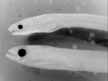 worm eel compared to an American eel. 