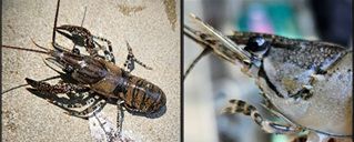 The White Turbercled Crayfish