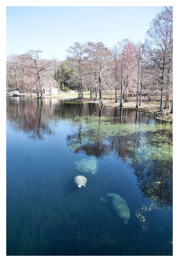 Two manatees swimming