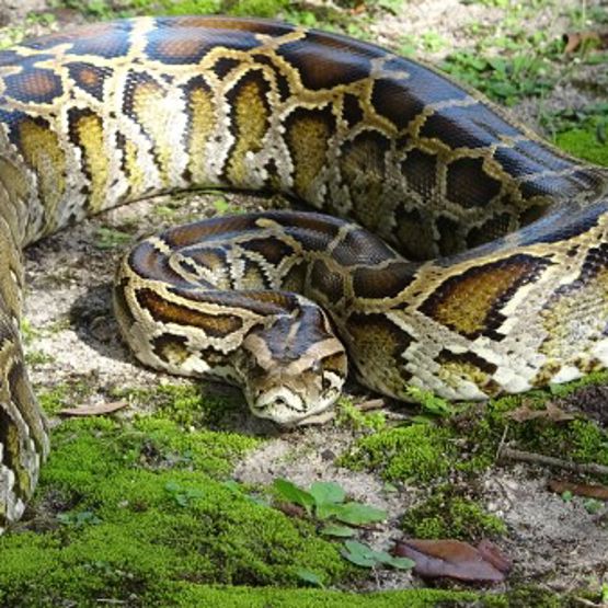 Burmese Pythons in Florida | FWC
