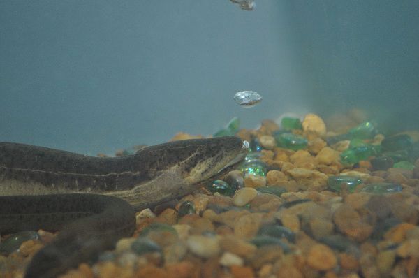 Swamp eel releasing air bubbles 