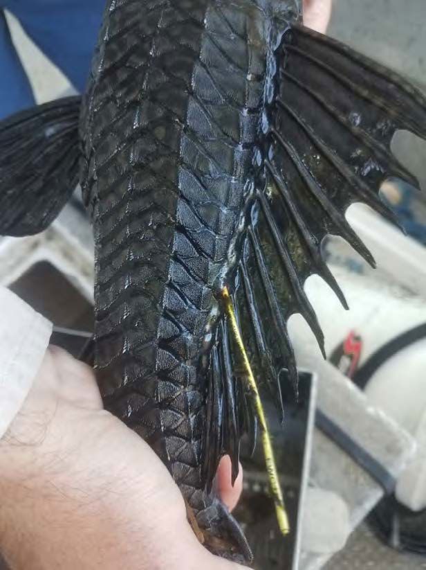 A tagged Sailfin Catfish