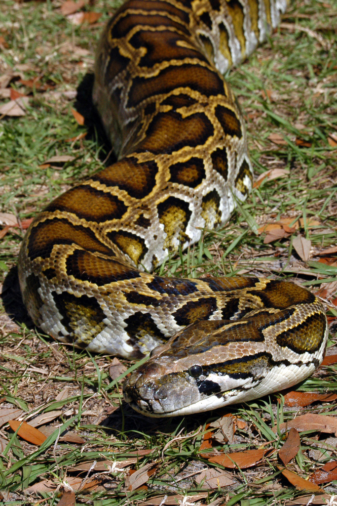 Burmese python slithering in the grass