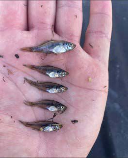 Fingerling crappie on biologist hand