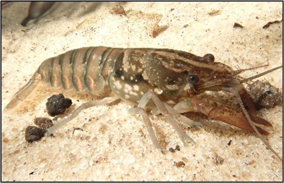 Black Creek Crayfish in the sand