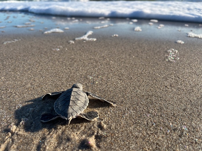 sea turtle hatchling crawling toward ocean