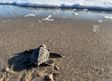 sea turtle hatchling crawling toward ocean