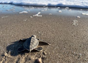 sea turtle hatchling crawling toward ocean