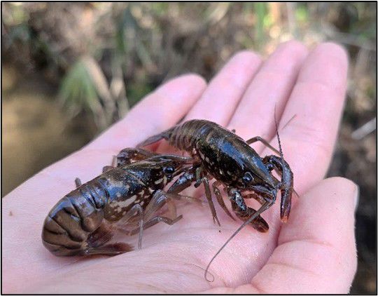 Biologist holding two black creek crayfish