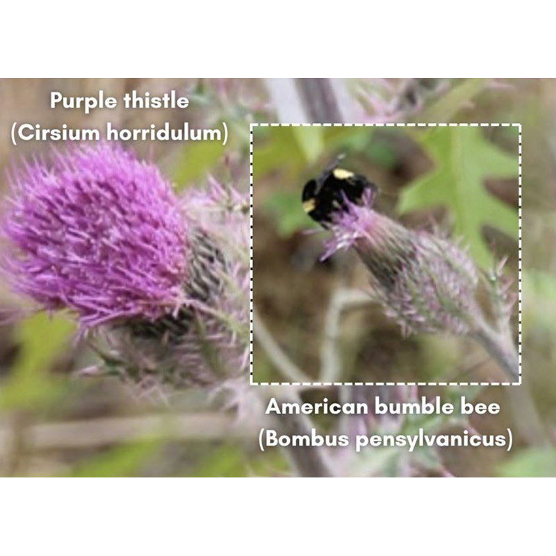 A black and yellow American bumble bee is sitting on a purple thistle flower.