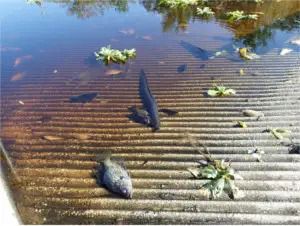 Fish kill after hurricane Irma