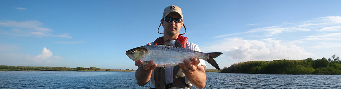 Biologist holding an American Shad