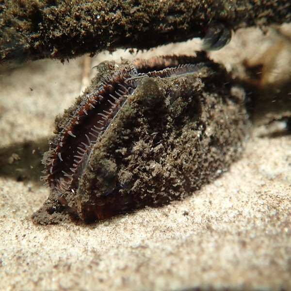 Freshwater mussel siphoning in the sand