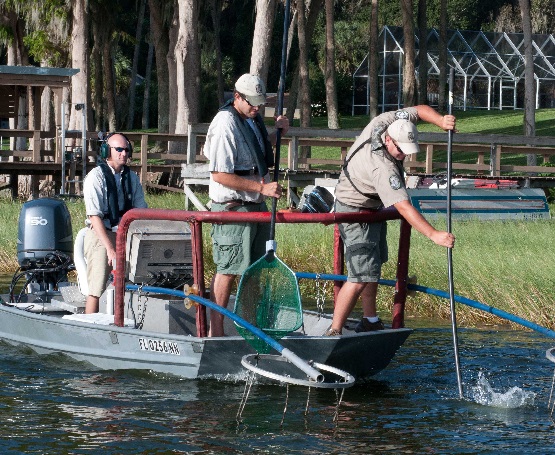 Biologists electrofishing