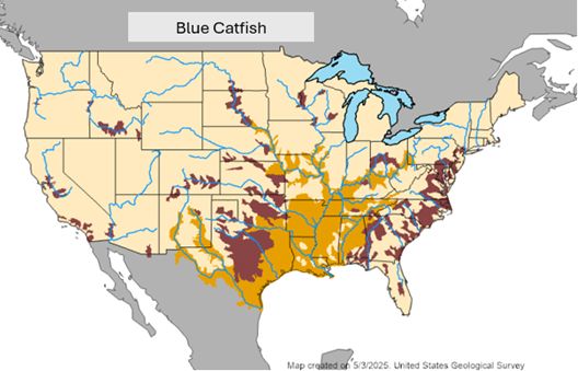 Map of Bluecat distribution in the U.S.