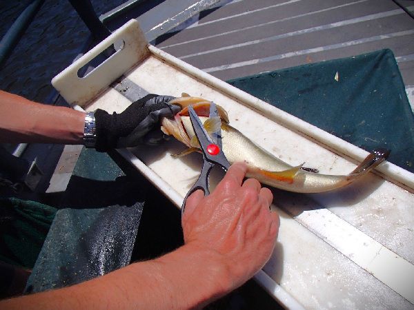 Biologist taking a fin clip sample