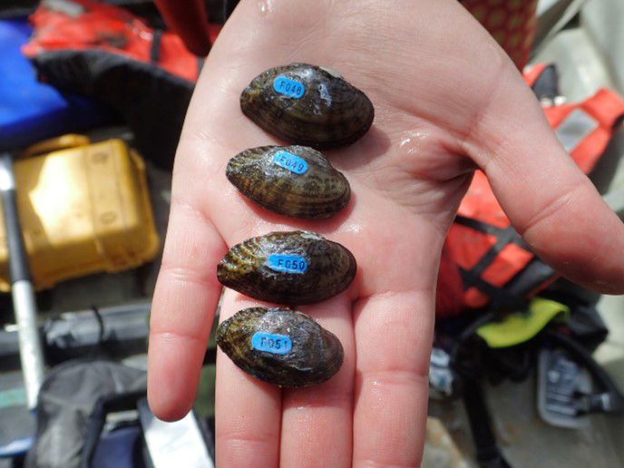 Biologist holding freshwater mussels