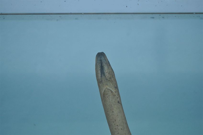 Animated GIF of a swamp eel gulping air at the water surface
