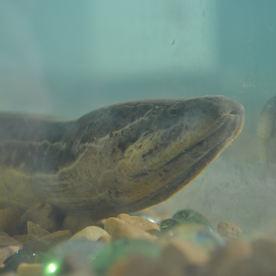 Exotic Asian swamp eel