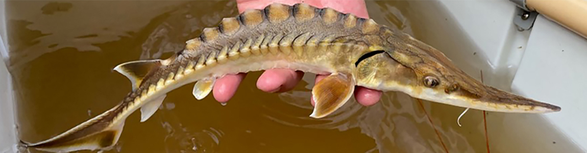 Gulf Sturgeon in a biologist hand