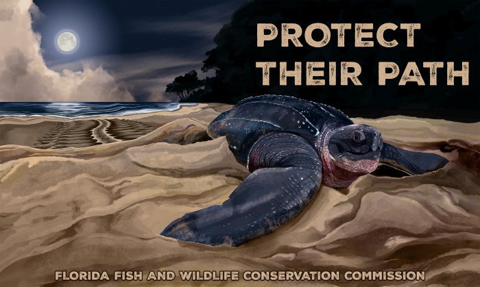 Seaturte Decal 2026 - Protect Their Path - Florida Fish and Wildlife Conservation Commission