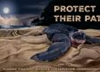 Seaturte Decal 2026 - Protect Their Path - Florida Fish and Wildlife Conservation Commission