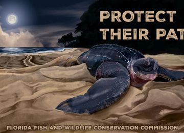 Seaturte Decal 2026 - Protect Their Path - Florida Fish and Wildlife Conservation Commission