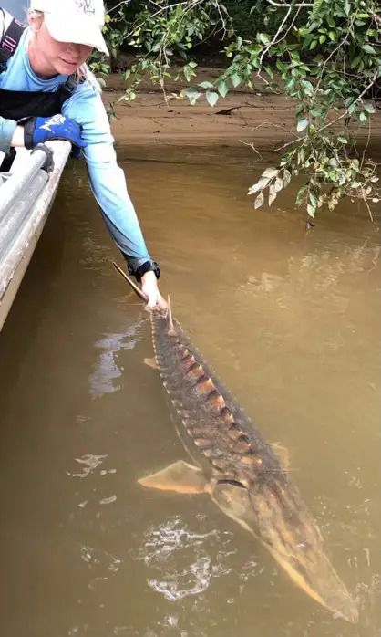 Biologist releasing a Gulf Sturgeon