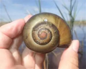 Biologist holding an apple snail
