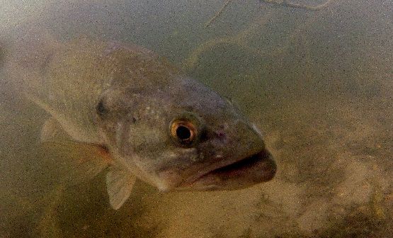 Bass underwater