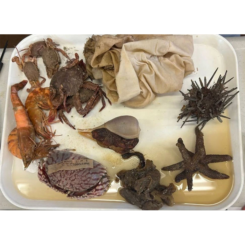 Multiple species specimens including urchins, starfish, and crabs are on a lab tray in liquid.