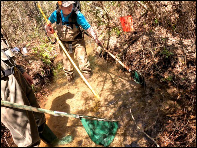 Biologist sampling for Black Creek Crayfish